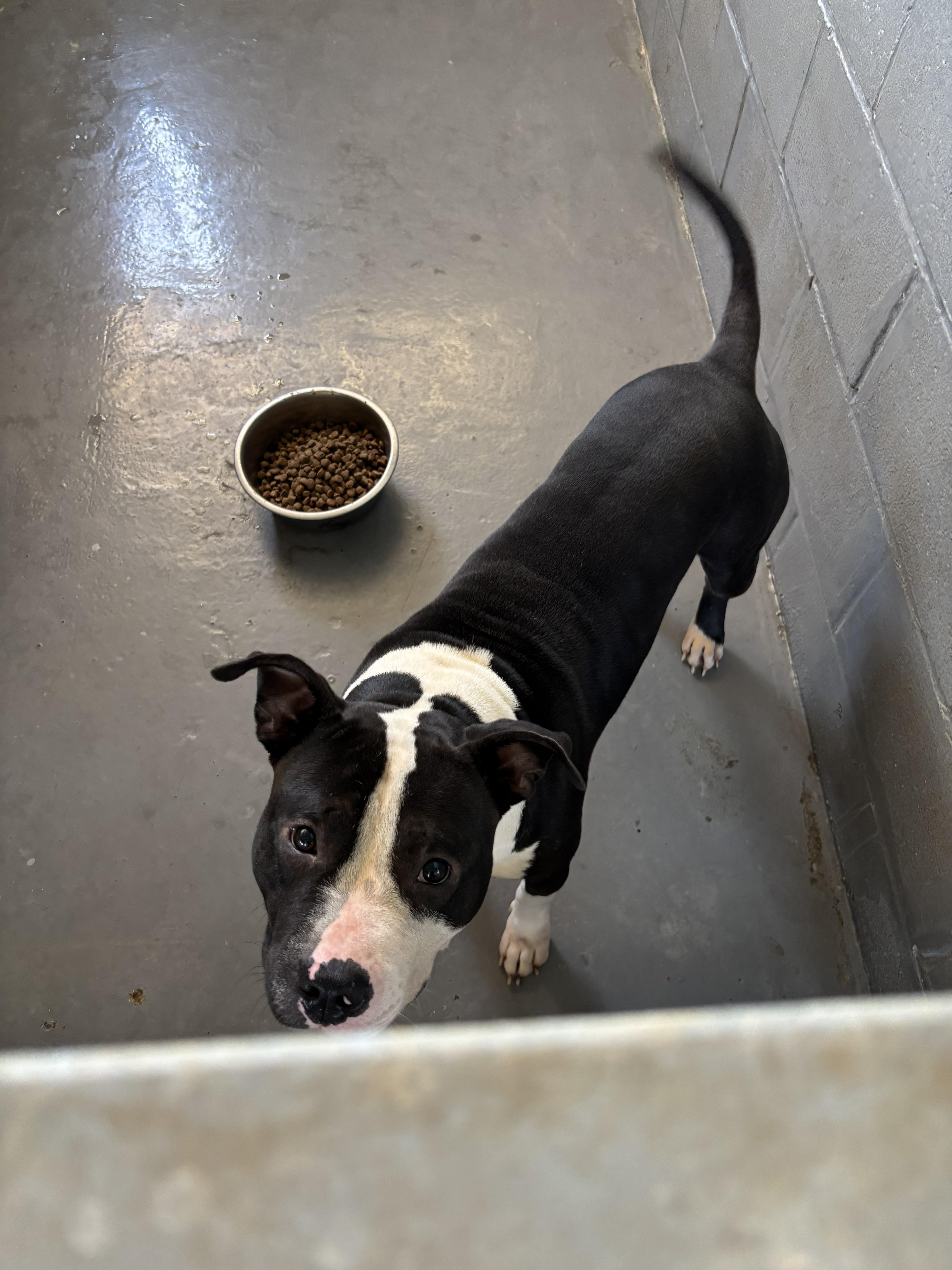 An adult large-sized male American Staffordshire Terrier dog named Maddox for adoption in Edna, TX