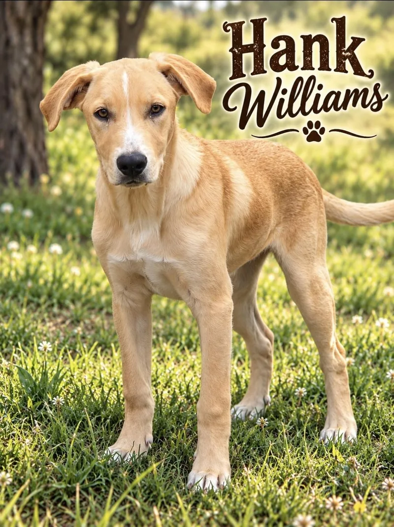 A young medium-sized male Labrador Retriever dog named Hank Williams for adoption in Bar Nunn, WY