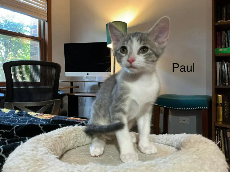 A baby medium-sized male Domestic Short Hair cat named Paul for adoption in Crystal Lake, IL