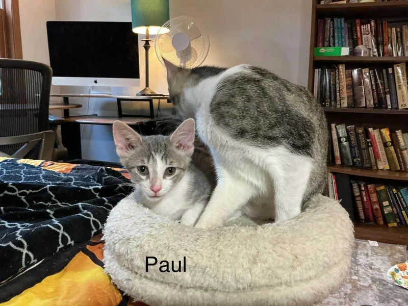 Paul thumbnail 2