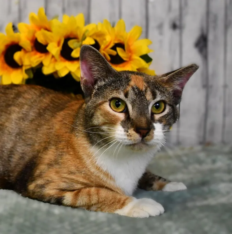 A young medium-sized female Domestic Short Hair cat named Sally for adoption in Roanoke, TX
