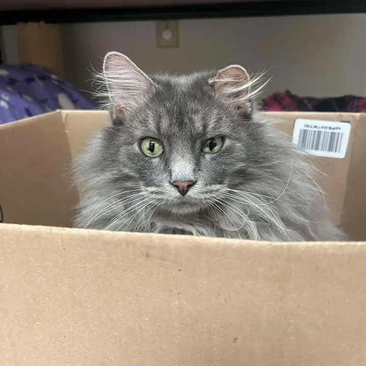 An adult large-sized male Gray / Blue / Silver Domestic Long Hair cat named Sneezy for adoption in Milan, IL