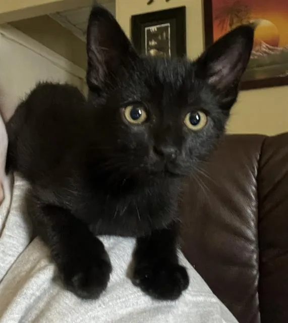 A baby small-sized male Domestic Short Hair cat named Jax for adoption in Sacramento, CA
