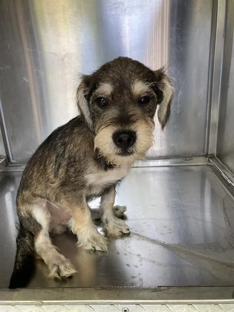 A baby small-sized male Mixed Breed dog named Ruffus for adoption in Dallas, TX