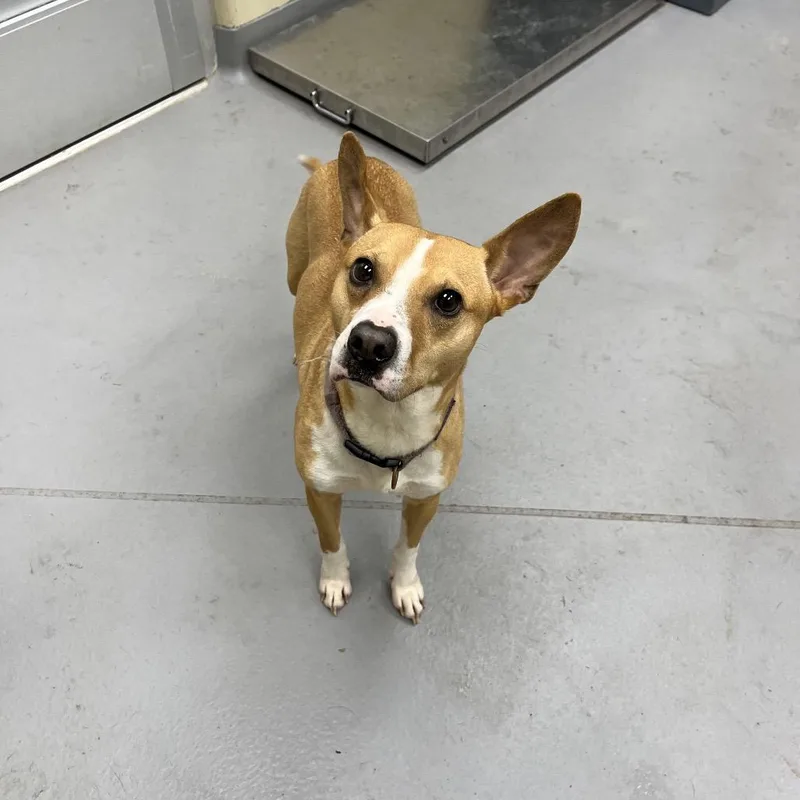 A young medium-sized female Yellow / Tan / Blond / Fawn Mixed Breed dog named StrayTechnologyParkway for adoption in Columbus, GA
