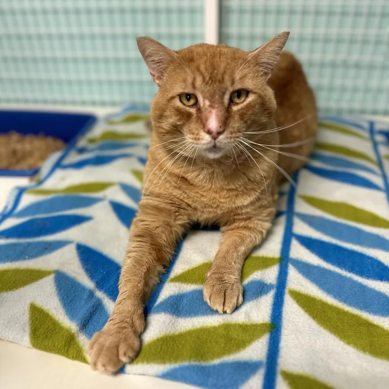 An adult extra large-sized male Orange / Red Domestic Medium Hair cat named Mufasa for adoption in Port Richey, FL