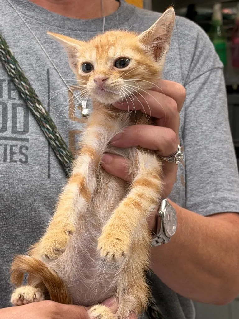A baby medium-sized male Domestic Short Hair cat named Balogun for adoption in Sorrento, LA