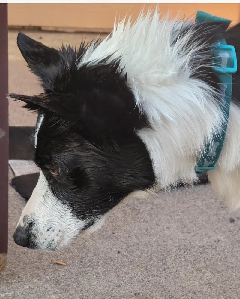 A young medium-sized female White / Cream Border Collie dog named Gennie for adoption in Bend, OR