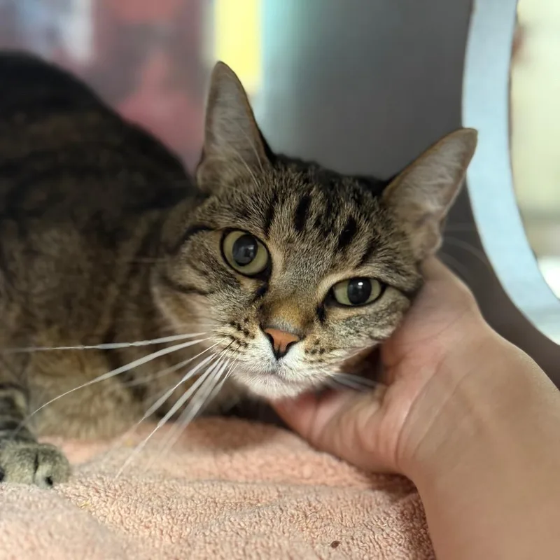 A senior medium-sized female Domestic Short Hair cat named Ruby for adoption in Glenwood Springs, CO