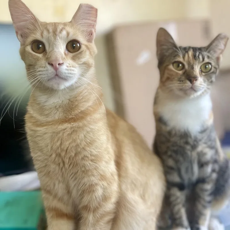 A young small-sized male Buff / Tan / Fawn Domestic Short Hair cat named Diego for adoption in Los Angeles, CA