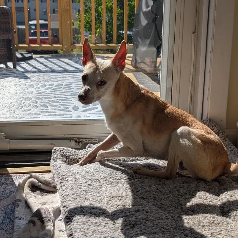 A senior small-sized male Apricot / Beige Chihuahua dog named Gilbert for adoption in Worcester, MA