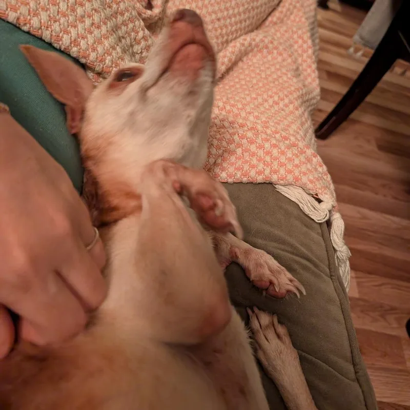 Gilbert thumbnail 5