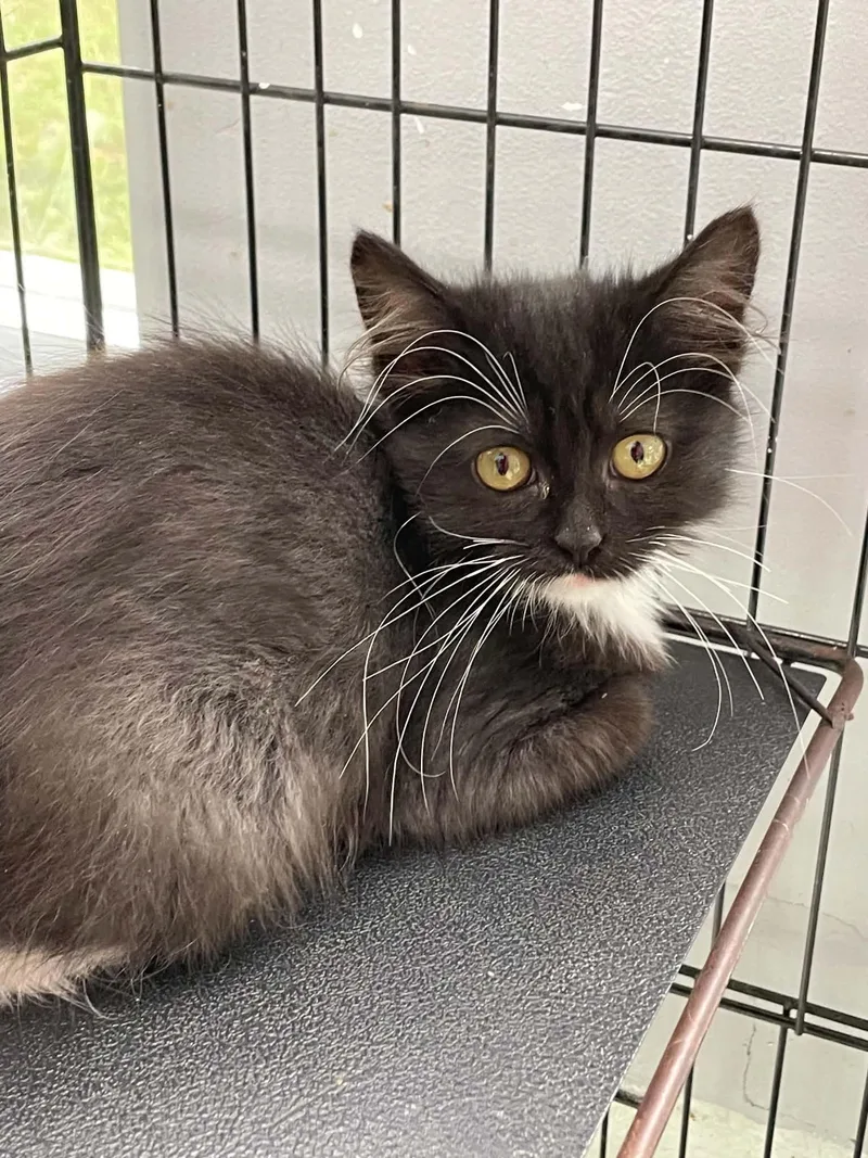 A young medium-sized female Black & White / Tuxedo Domestic Medium Hair cat named Diana for adoption in Covington, VA