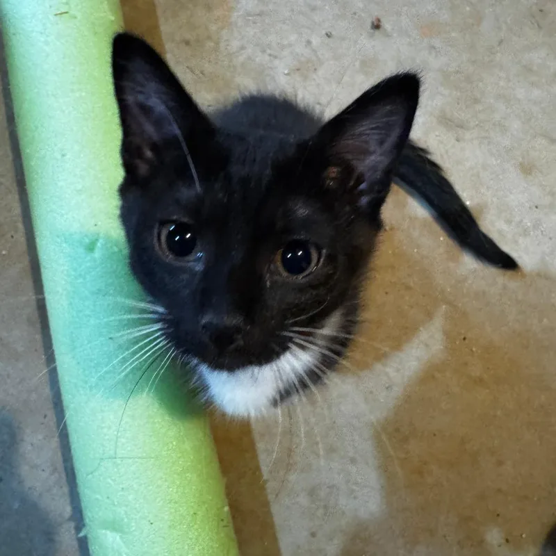 An adult small-sized female Black Domestic Medium Hair cat named Binky for adoption in Roanoke, VA