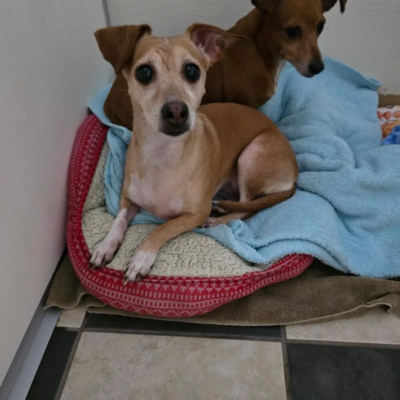 A senior small-sized female Chihuahua dog named Nala Ann for adoption in Fulton, TX