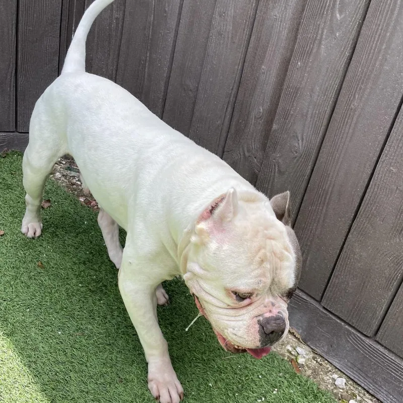 An adult large-sized male White / Cream English Bulldog dog named Bruno for adoption in LOXAHATCHEE, FL