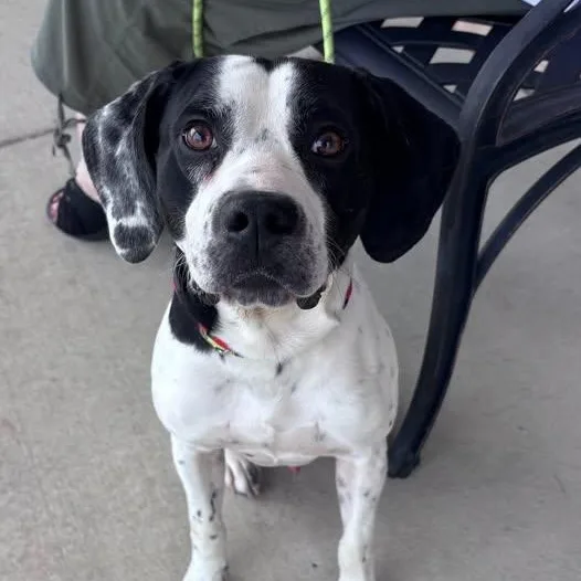 An adult medium-sized male Beagle dog named Squirrel for adoption in Fredericksburg, VA