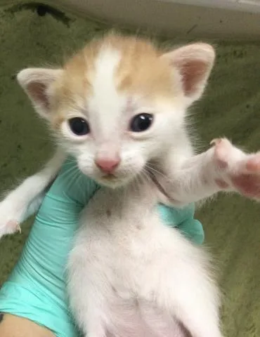 A baby small-sized male Domestic Short Hair cat named Pumpkin for adoption in Riverside, CA