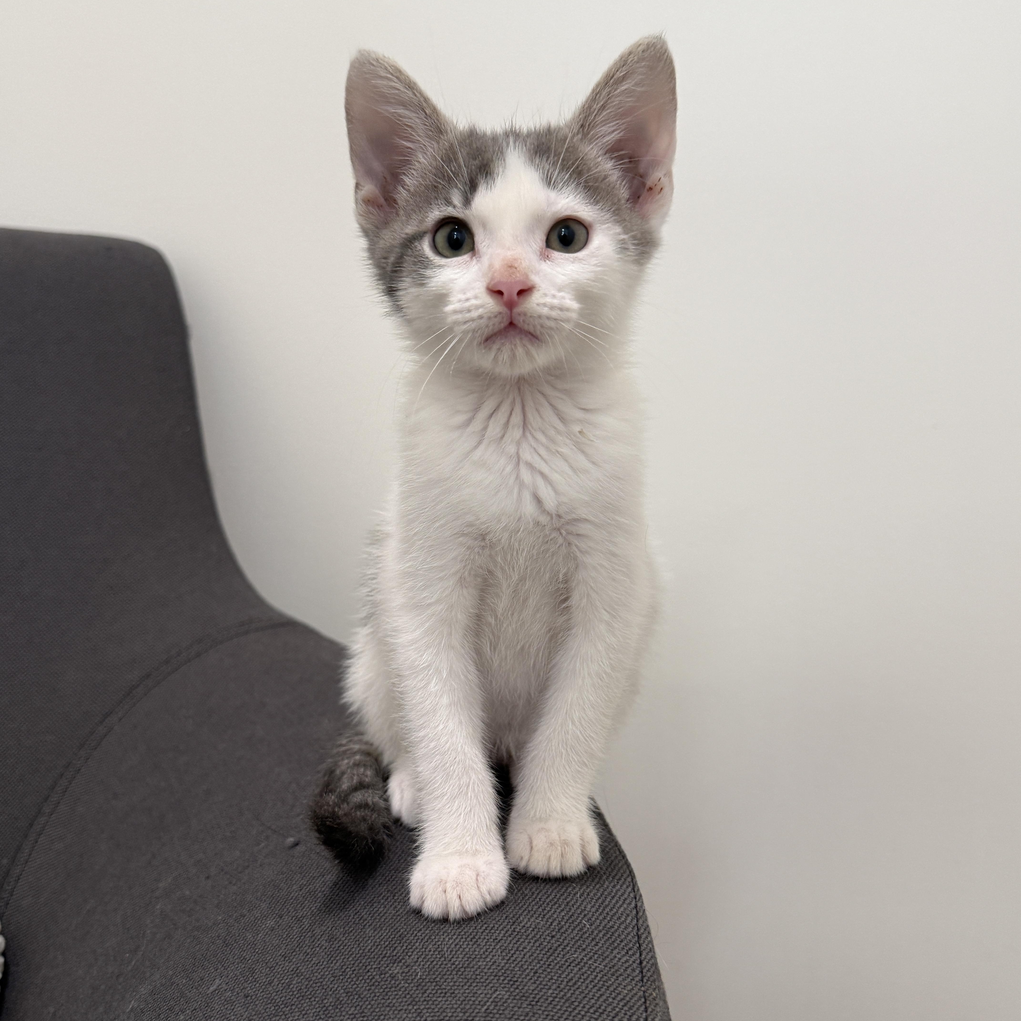A baby medium-sized male Domestic Short Hair cat named Bobby Jo for adoption in Evanston, IL
