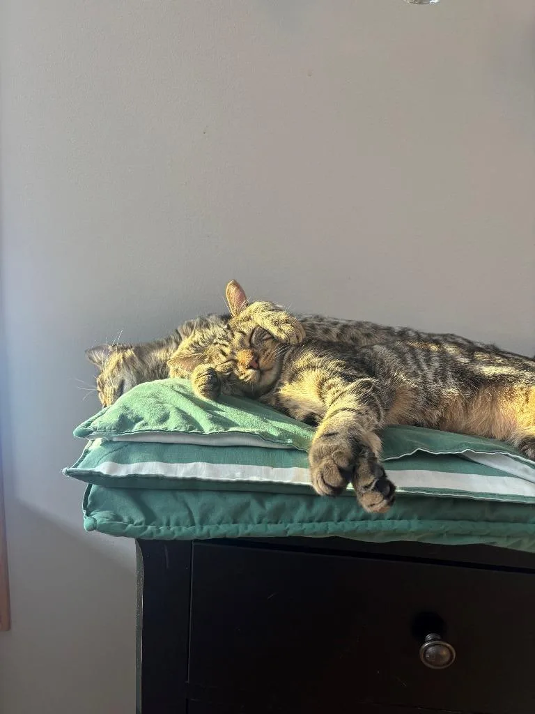 Peanut  Ollie thumbnail 2