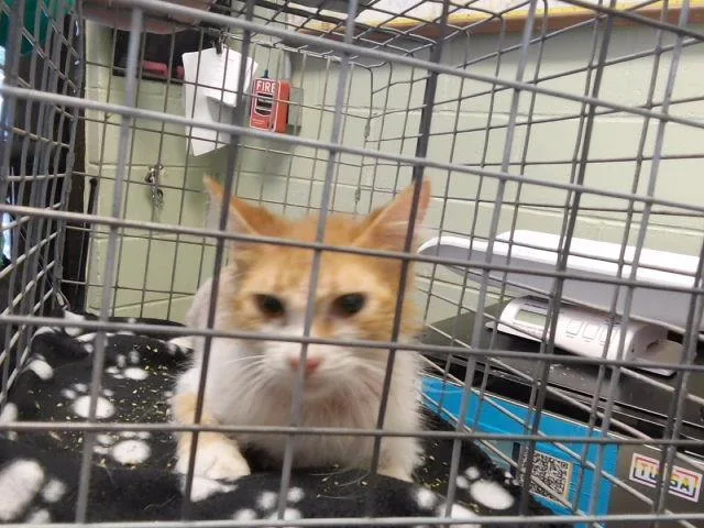 An adult medium-sized male Domestic Short Hair cat named Sabastion for adoption in Tulsa, OK