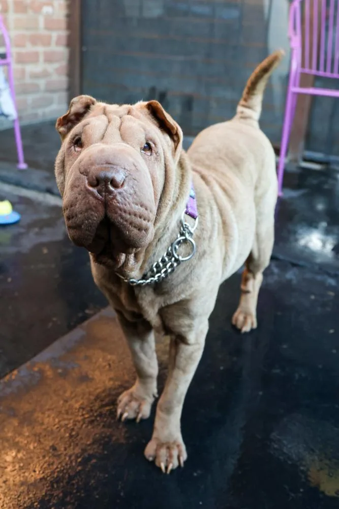 An adult medium-sized female Shar-Pei dog named Sharpie for adoption in TUCSON, AZ