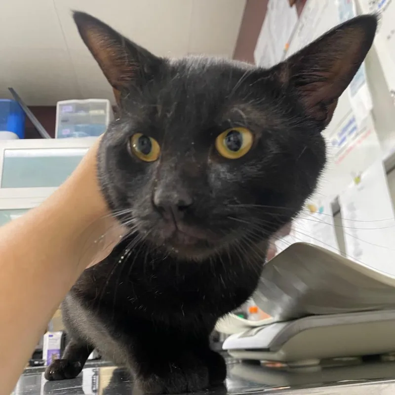A young medium-sized male Domestic Short Hair cat named Bagheera for adoption in Fall River, MA