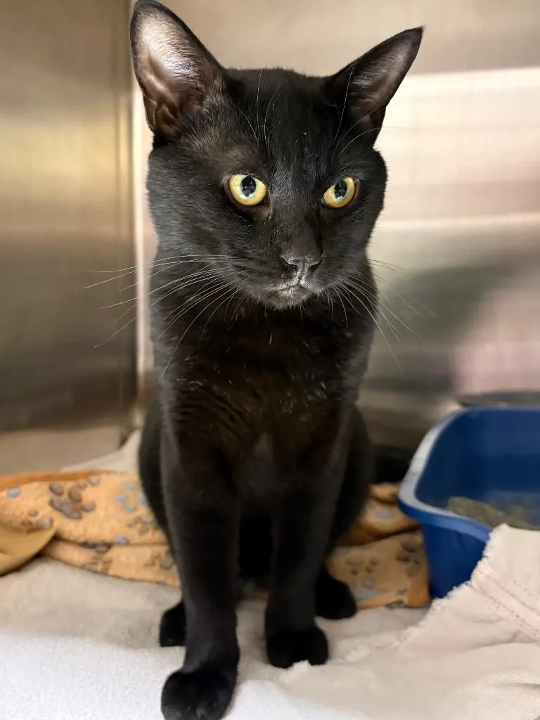 Bagheera thumbnail 2