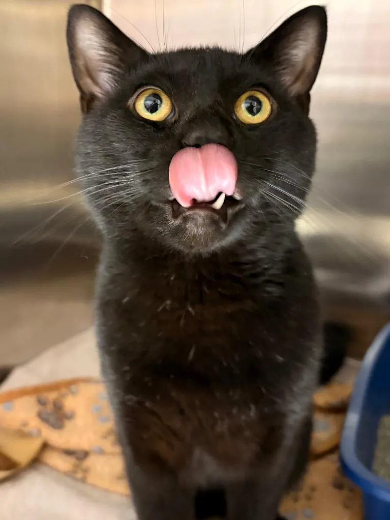 Bagheera thumbnail 3