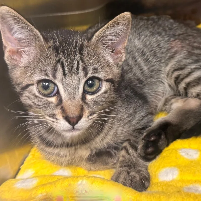 A baby medium-sized male Domestic Short Hair cat named Ezra for adoption in Los Angeles, CA