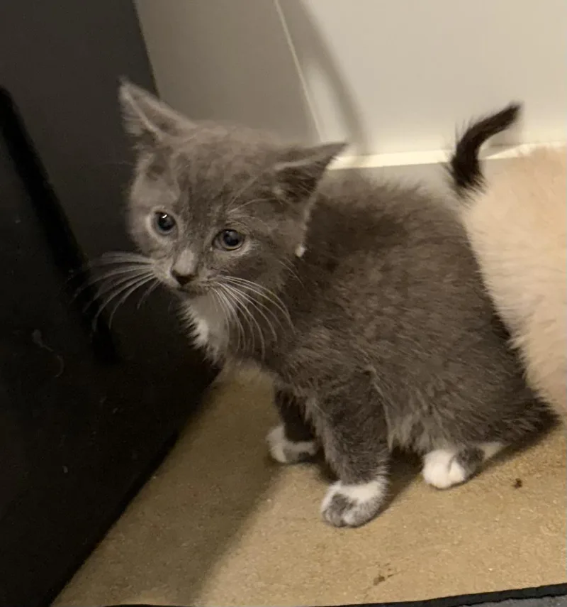 Lil Gray