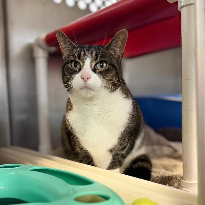A senior medium-sized female Domestic Short Hair cat named Farrah for adoption in Portage, MI
