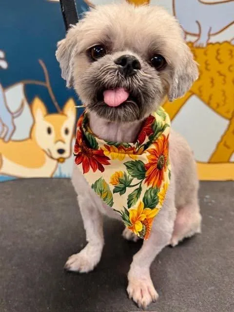 An adult small-sized female Shih Tzu dog named Emmie Jade for adoption in Alpharetta, GA