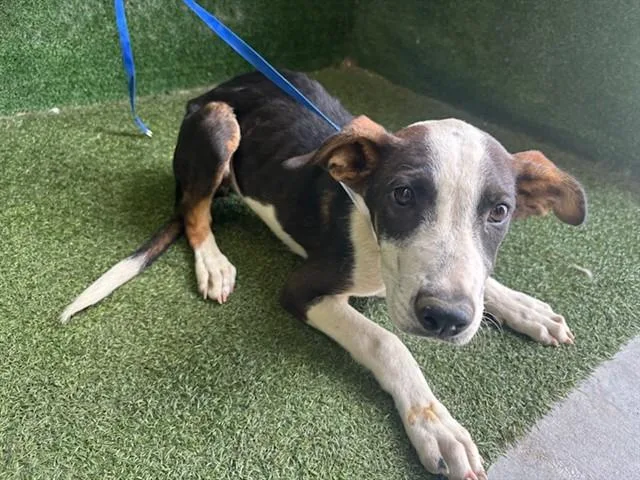 A baby small-sized female Border Collie dog named Molly for adoption in Lancaster, CA