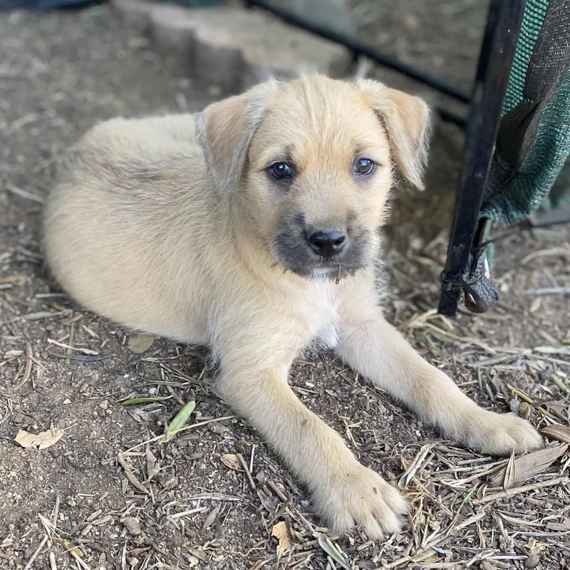 A baby medium-sized male Yellow / Tan / Blond / Fawn Border Terrier dog named Hufflepuff for adoption in Escondido, CA
