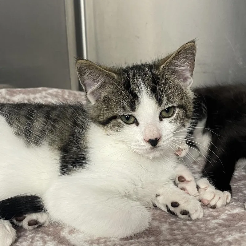 A baby small-sized male Brown / Chocolate Domestic Short Hair cat named "Phil" for adoption in Perkiomenville, PA