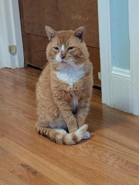 A senior medium-sized male Domestic Short Hair cat named Robert Redfurred for adoption in Pawtucket, RI