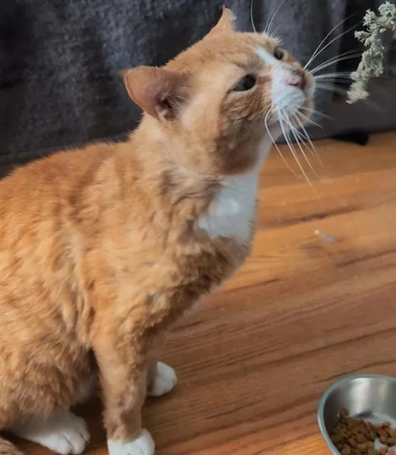 Robert Redfurred thumbnail 4