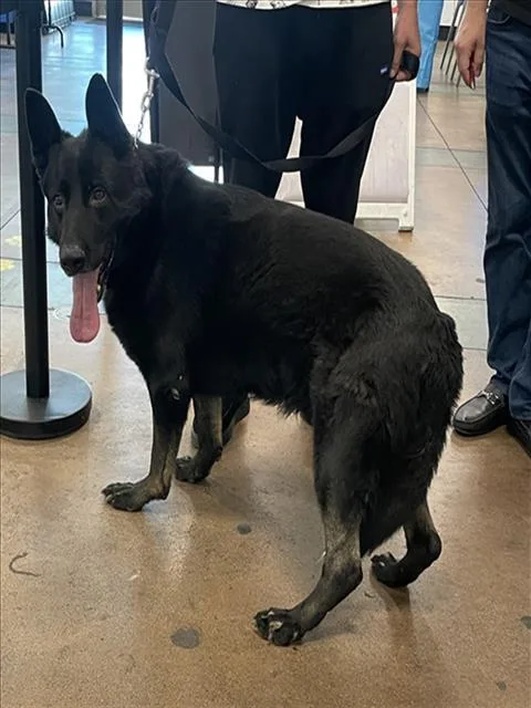 An adult large-sized male German Shepherd Dog dog named Raff for adoption in Van Nuys, CA
