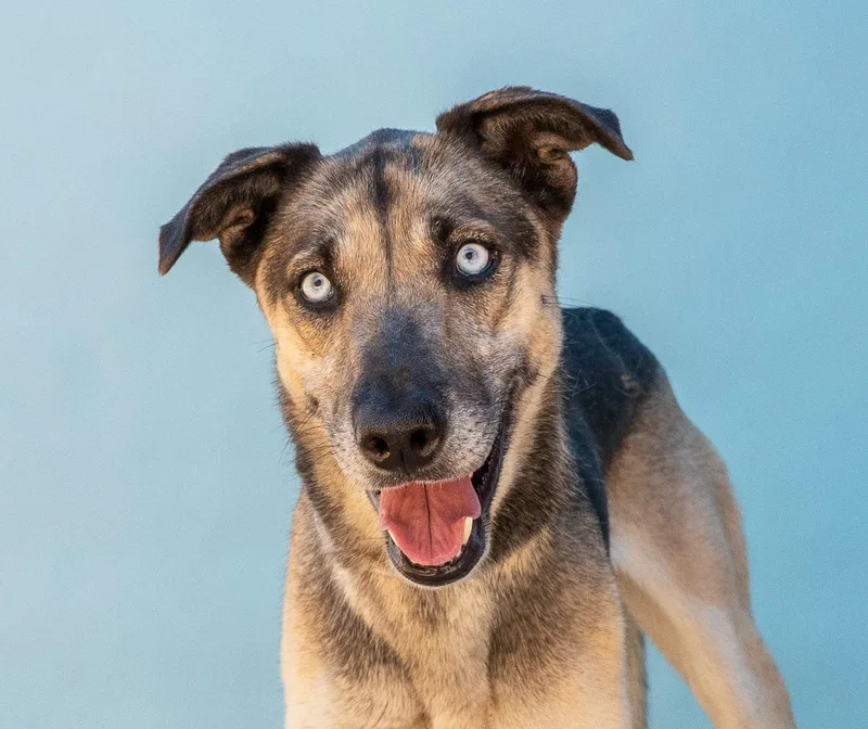 A young large-sized female German Shepherd Dog dog named Paloma for adoption in Pasadena, CA