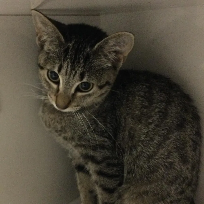 A baby small-sized female Brown / Chocolate Domestic Short Hair cat named Kuromi for adoption in Redwood City, CA