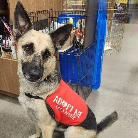 An adult medium-sized female Apricot / Beige German Shepherd Dog dog named Kiba Haworth for adoption in Las Vegas, NV