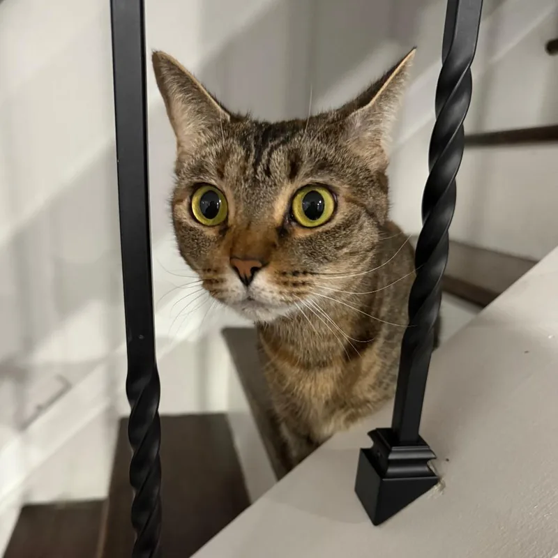 An adult small-sized female Tortoiseshell Domestic Short Hair cat named Lacy for adoption in Roanoke, VA