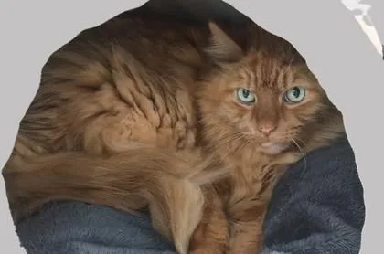 A baby small-sized male Domestic Long Hair cat named Sandy for adoption in West Chester, PA