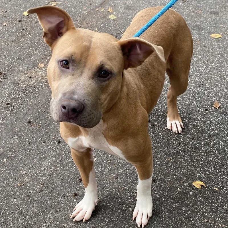 Frankenpup thumbnail 3