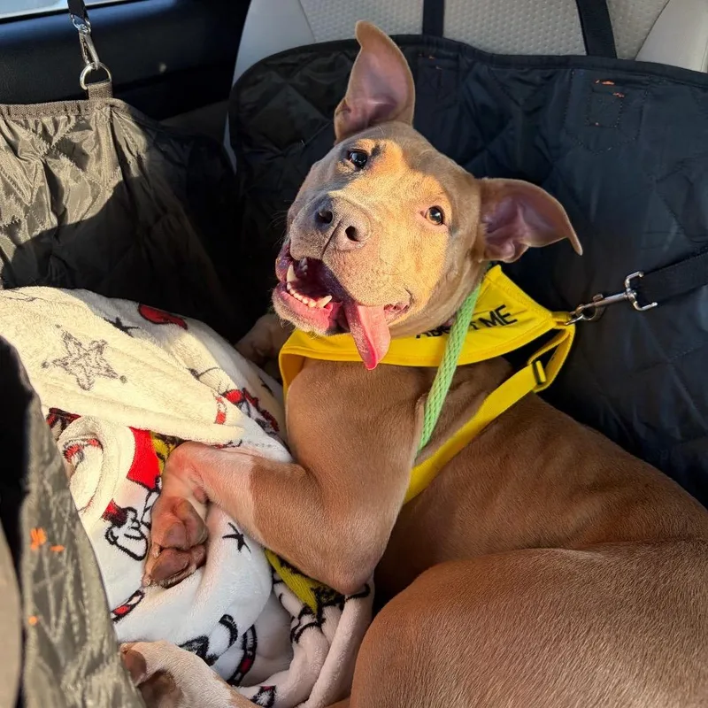 Frankenpup thumbnail 4