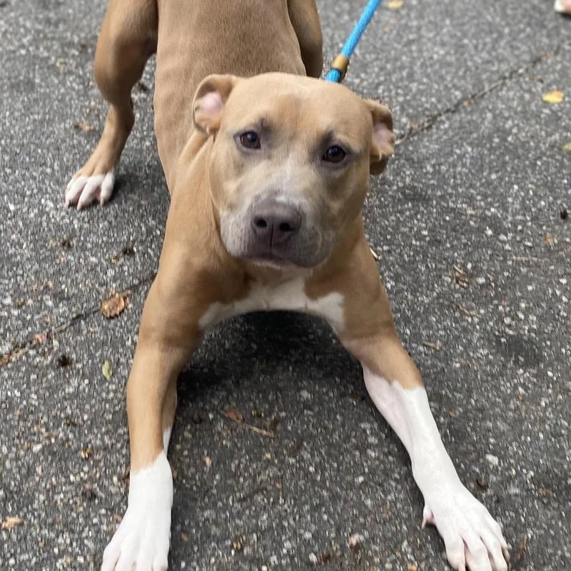 Frankenpup thumbnail 5