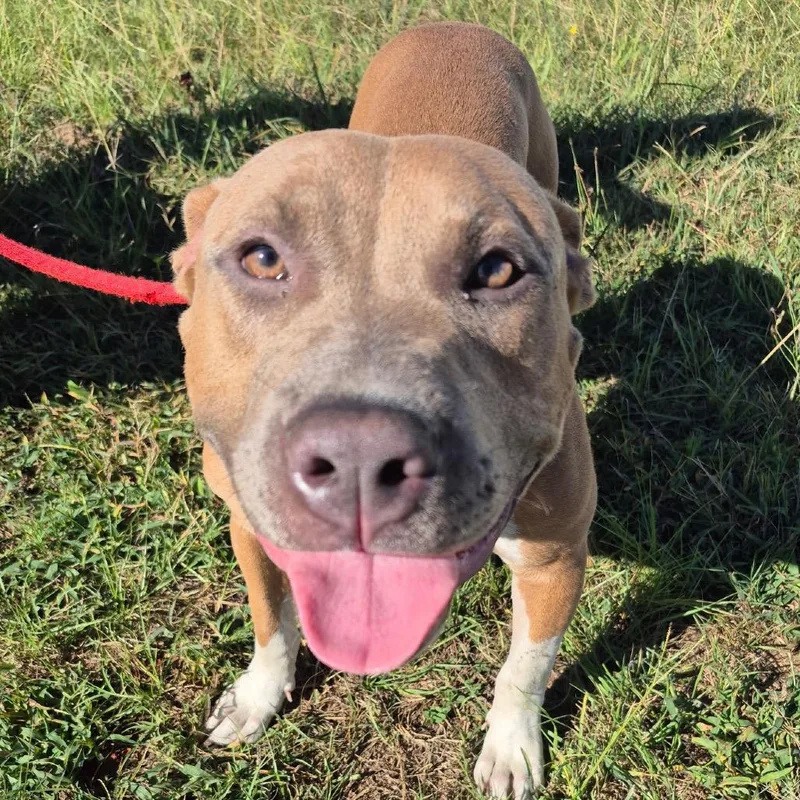 Frankenpup thumbnail 6