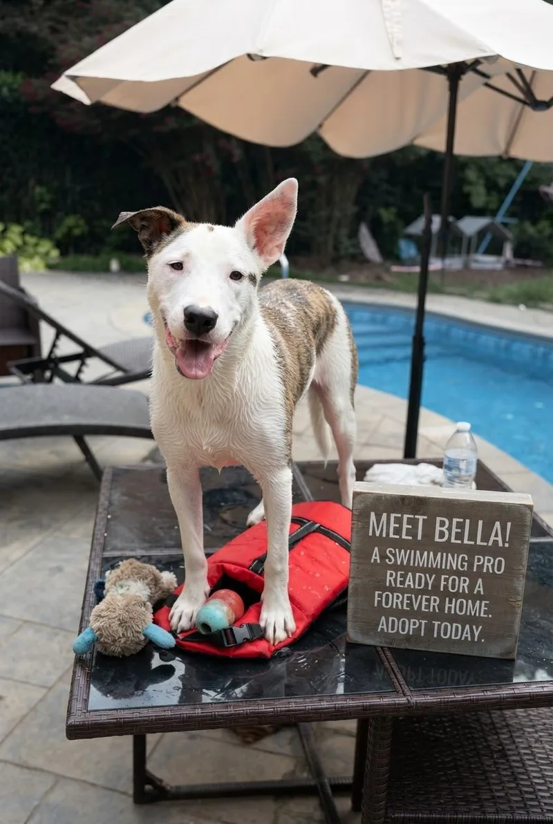 Bella B thumbnail 2