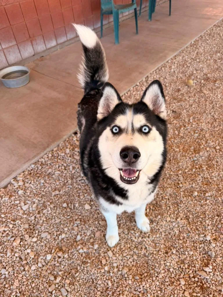 An adult medium-sized male Black Husky dog named Balto for adoption in Hurricane, UT
